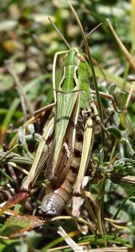 Réf. 192 498 : Stenobothrus lineatus lineatus